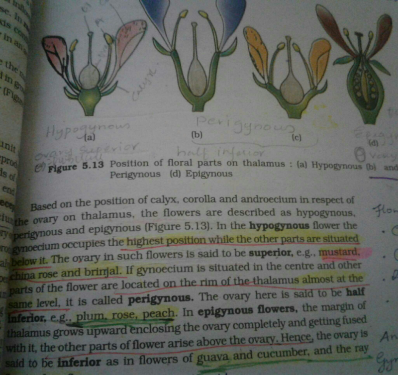 the-ovary-is-half-inferior-in-a-sunflowerb-plumc-brinjald