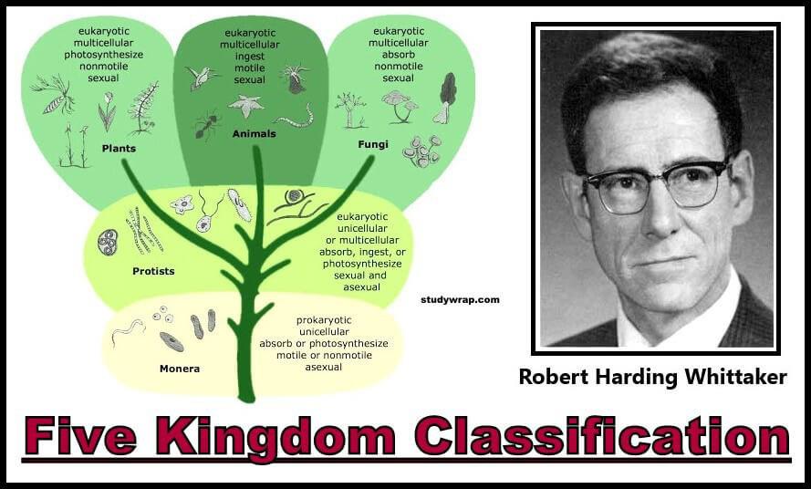 The Five Kingdom Classification Was Proposed By A)R.H.Whittaker B)C ...