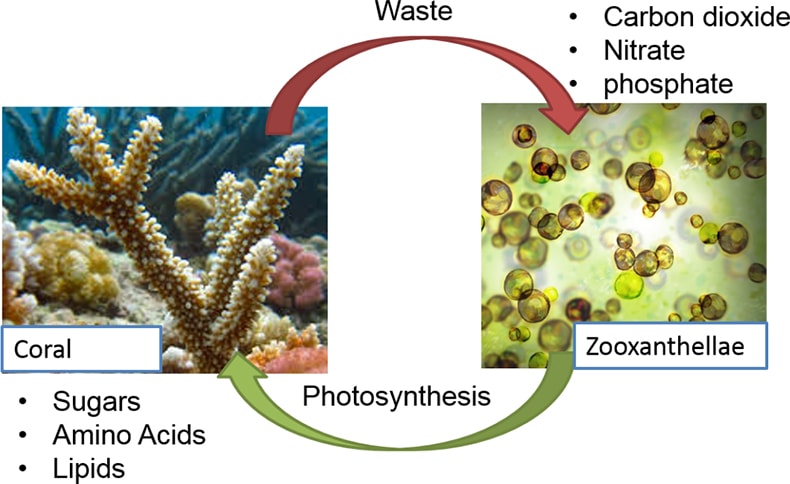 Aquatic Ecosystem Part - 4(Practice) UPSC Notes | EduRev