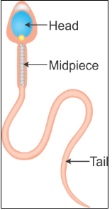 Structure of Sperm