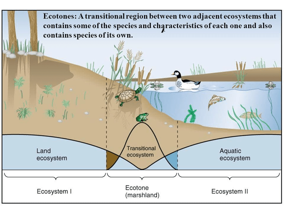 Ecology - (Part - 2) UPSC Notes | EduRev