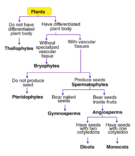 Short & Long Answer Questions- Diversity in Living Organisms Class 9