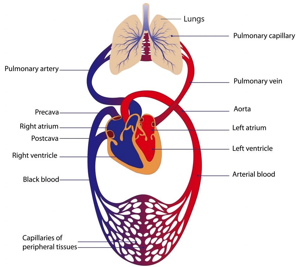 Introduction to Circulatory System NEET Notes | EduRev