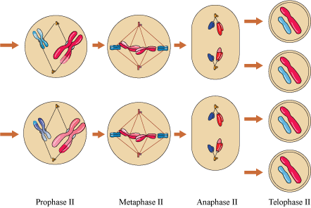 NCERT Exemplar: Cell Cycle & Cell Division NEET Notes | EduRev