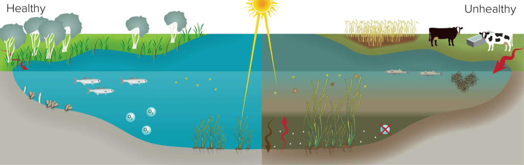 Aquatic ecosystem - (Part - 3) (Practice) UPSC Notes | EduRev