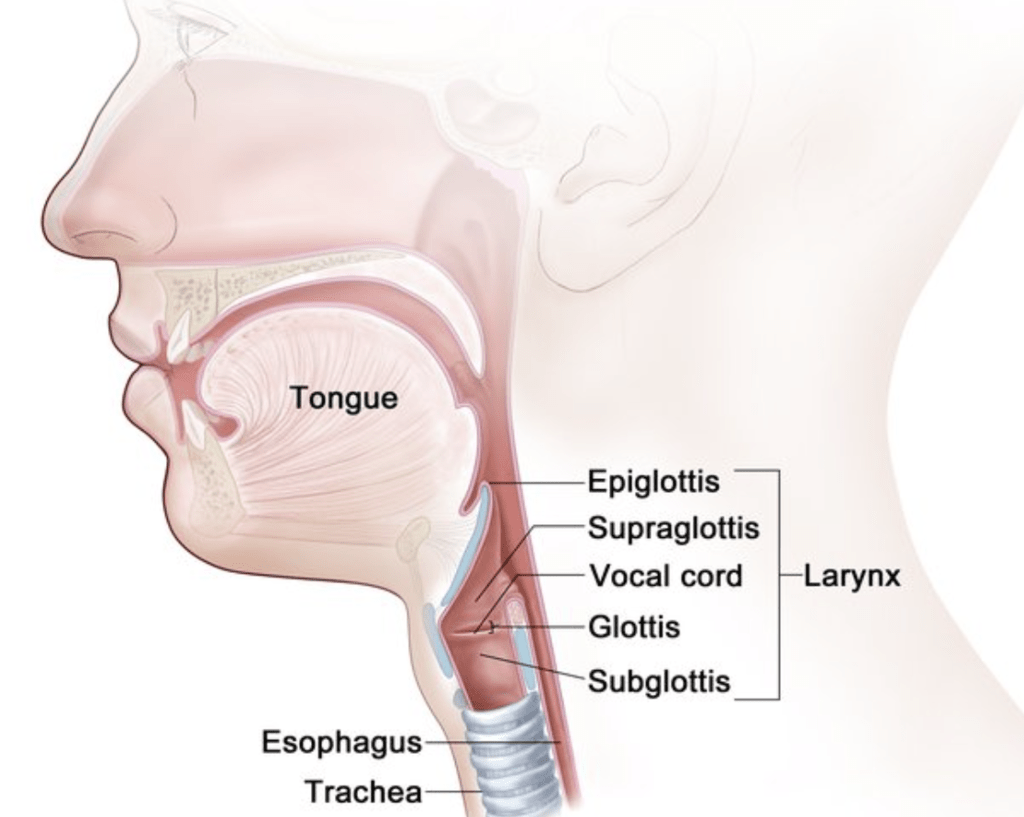 Respiration in Humans and Plants Class 10 Notes | EduRev