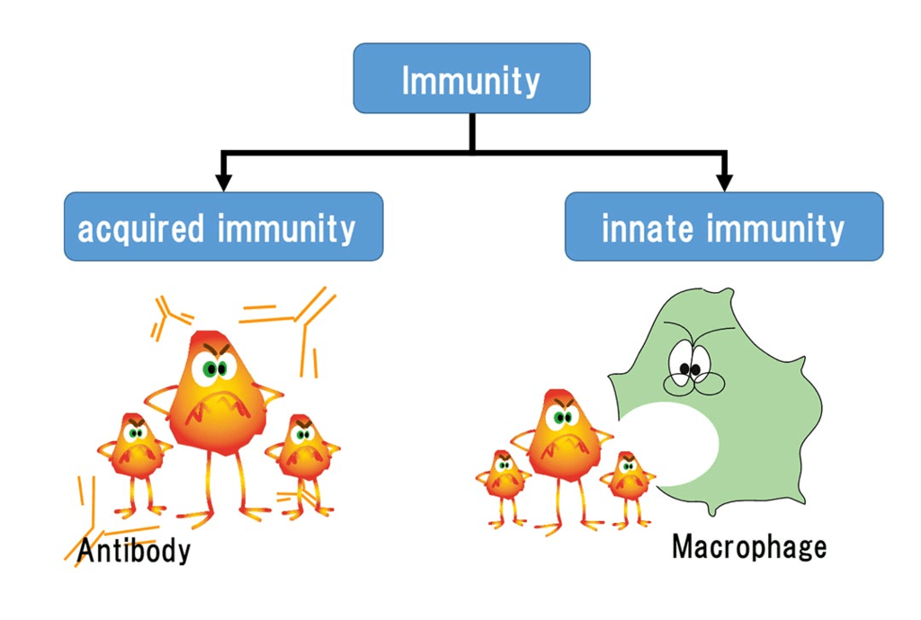 Types of immunity 