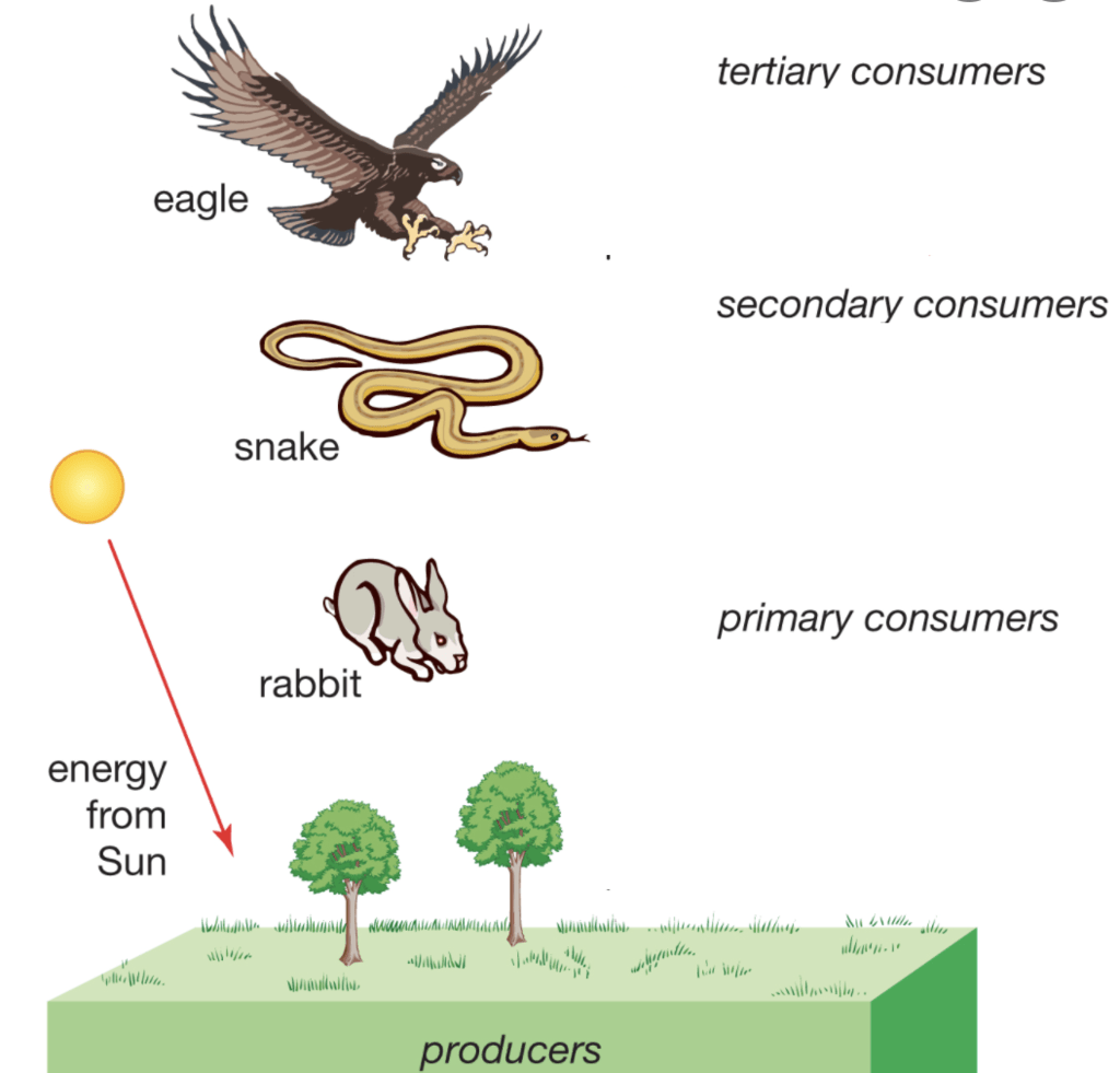 Ecosystem And Food Chain Class 10 Notes Edurev