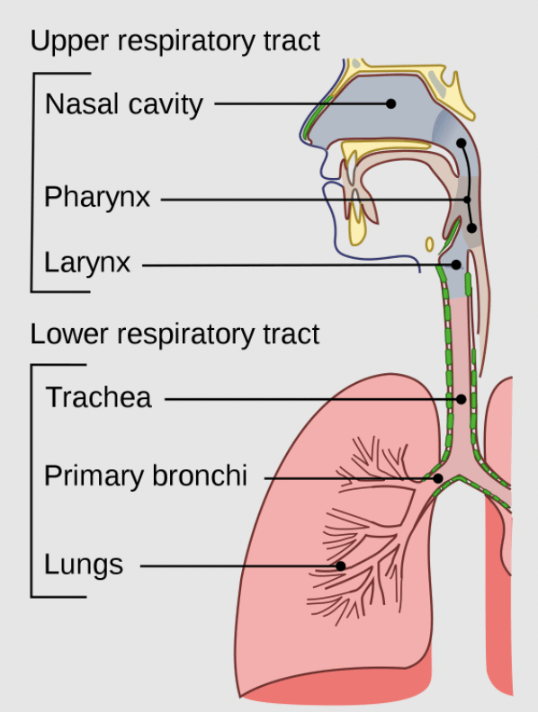 Respiration in Humans and Plants Class 10 Notes | EduRev