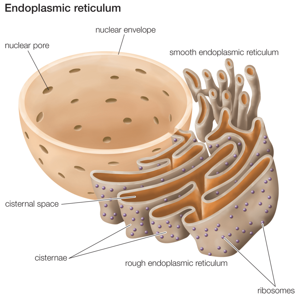 Chapter Notes - Cell : Structure and Functions Class 8 Notes | EduRev