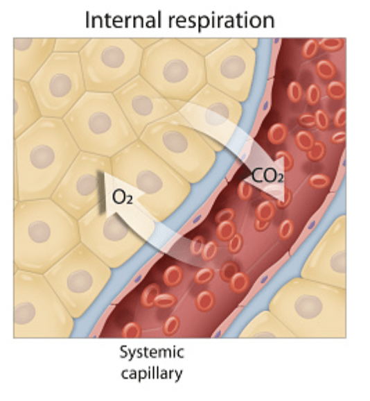 Mechanism of Breathing Notes | Study Biology Class 11 - NEET
