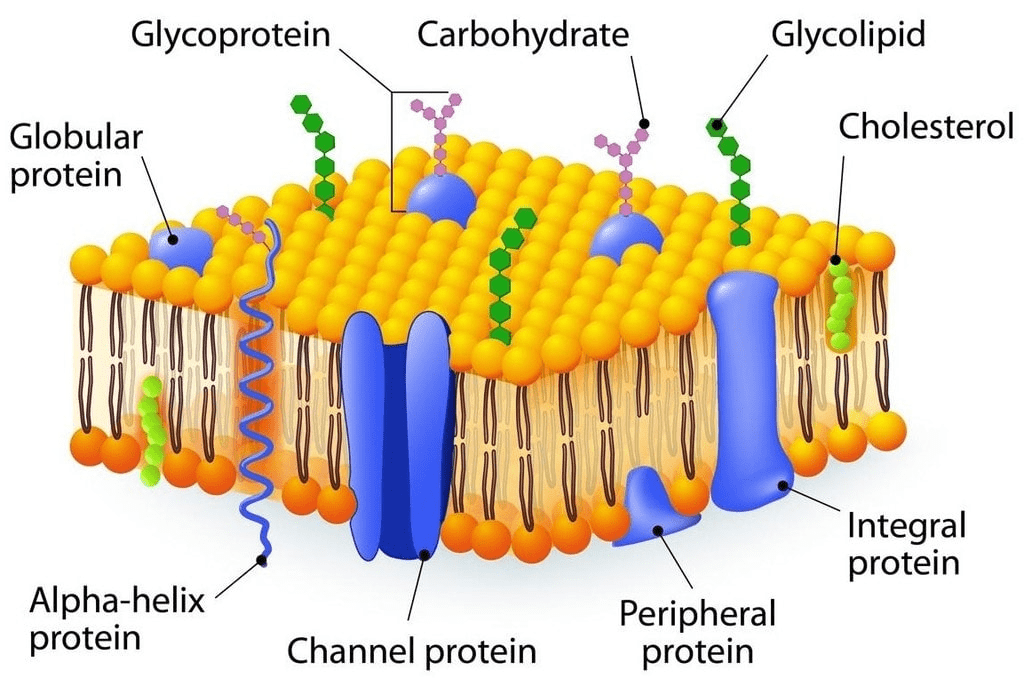 Chapter Notes - Cell : Structure and Functions Class 8 Notes | EduRev
