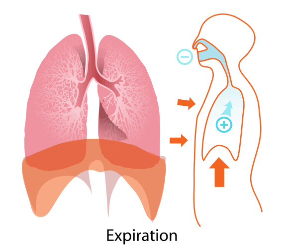 Mechanism of Breathing Notes | Study Biology Class 11 - NEET
