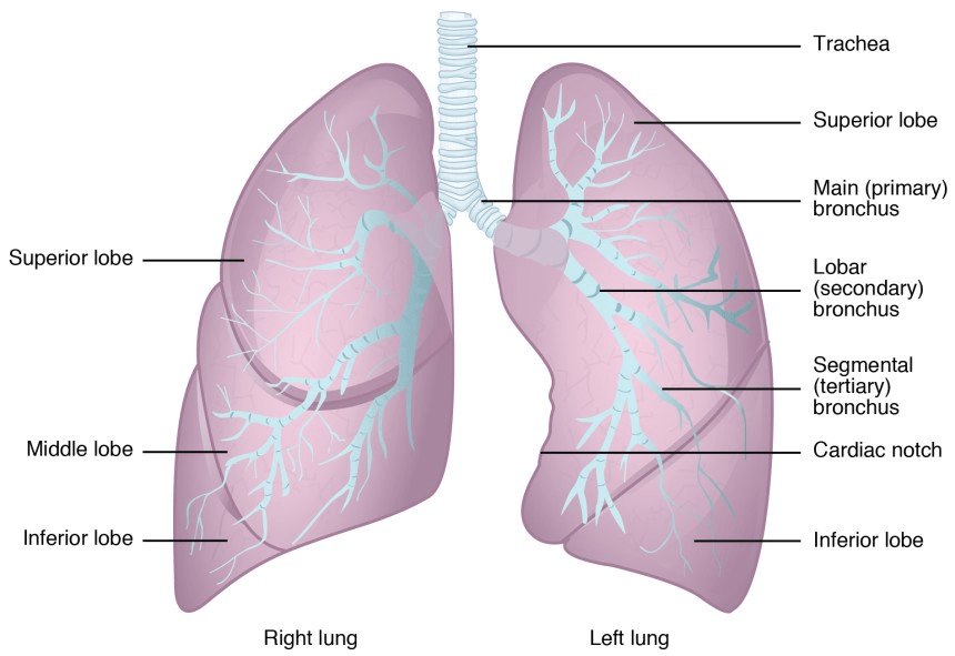 Respiration in Humans and Plants Class 10 Notes | EduRev
