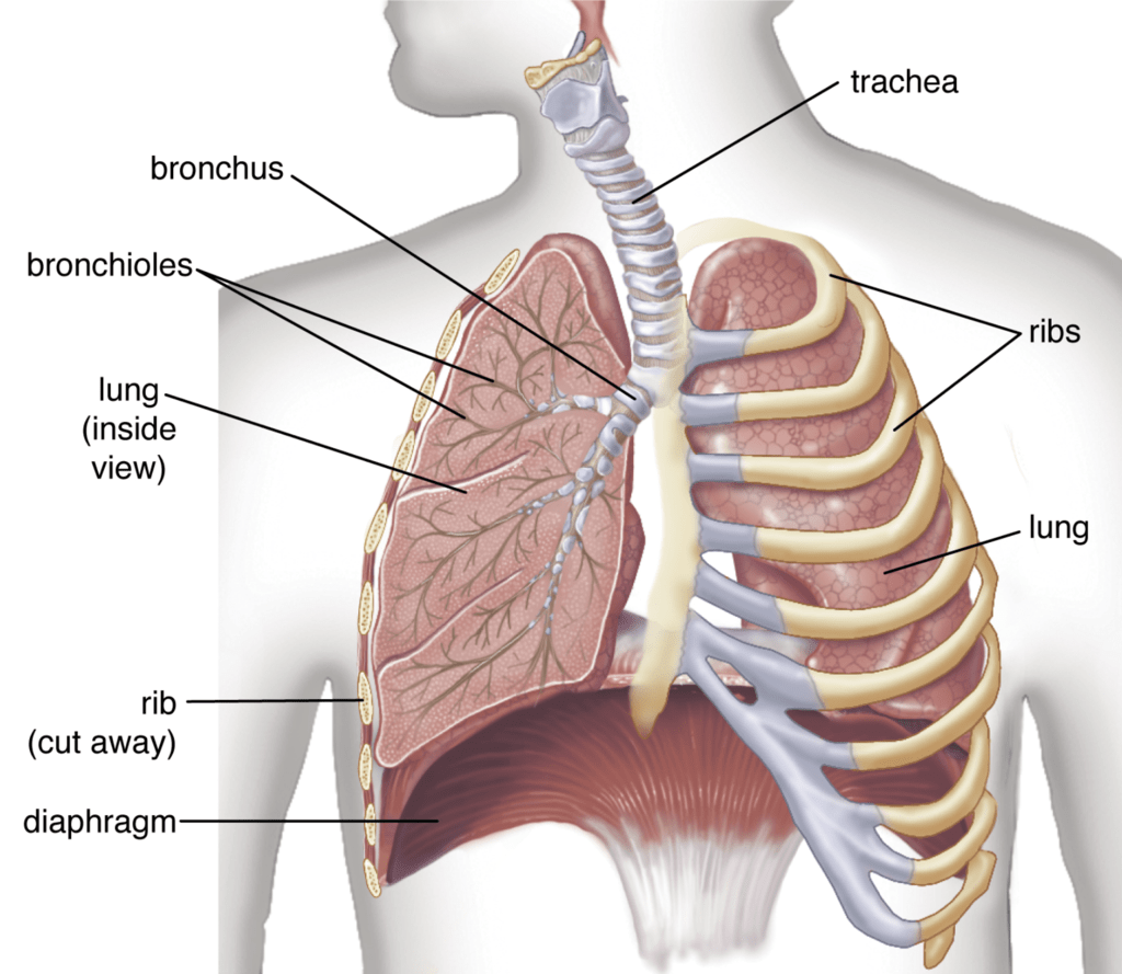 Respiration in Humans and Plants Class 10 Notes | EduRev