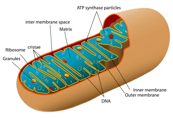 Chapter Notes - Cell : Structure and Functions Class 8 Notes | EduRev