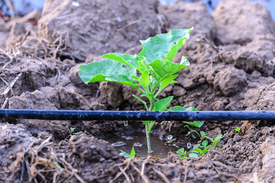 Chapter Notes - Crop Production and Management Class 8 Notes | EduRev