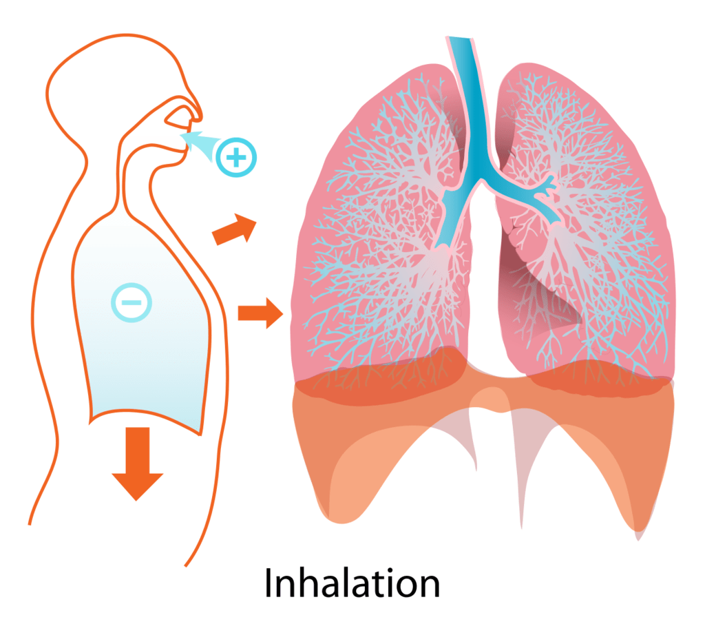 Mechanism of Breathing Notes | Study Biology Class 11 - NEET