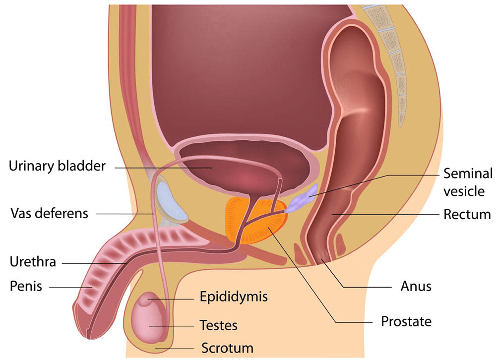 Reproduction In Human Beings - How do Organisms Reproduce, Class 10, Science | EduRev Notes