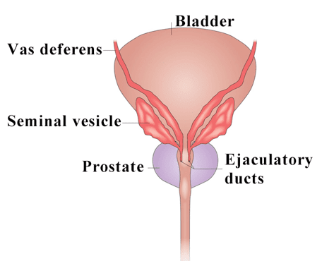 Ejaculatory ducts