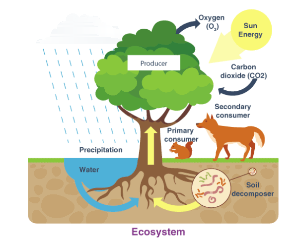 Chapter Notes: Chapter 1 - Environment, SST, Class 7 | EduRev Notes