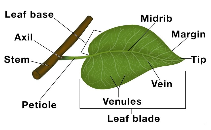 chapter-notes-how-do-plants-make-their-food-class-4-notes-edurev