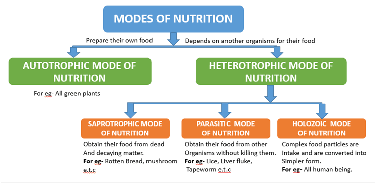 Important Questions - Chapter 1: Nutrition In Plants, Class 7, Science ...