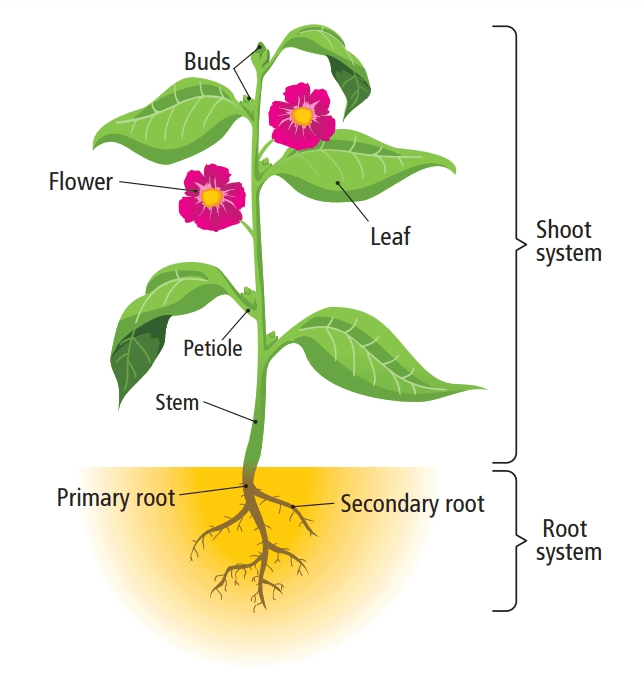 Chapter Notes: Parts of a Plant Notes | EduRev