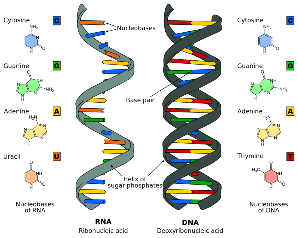 Nucleic Acids -Bio-Molecules Chemistry Notes | EduRev