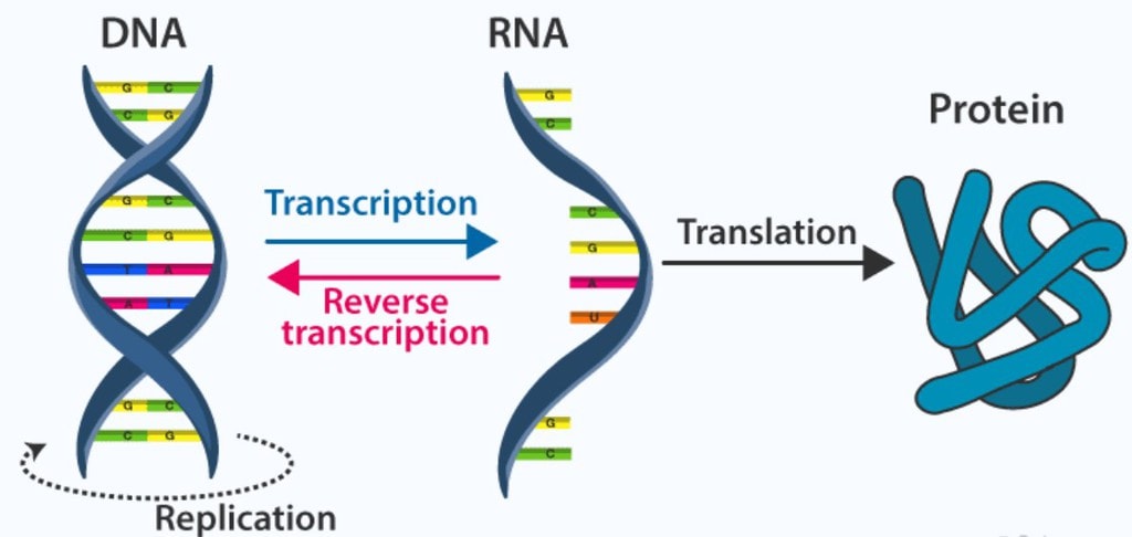 Nucleic Acids -Bio-Molecules Chemistry Notes | EduRev