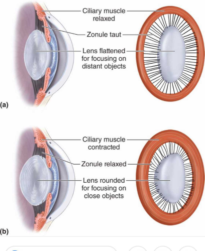 What Is The Function Of The Ciliary Muscles Edurev Class 10 Question