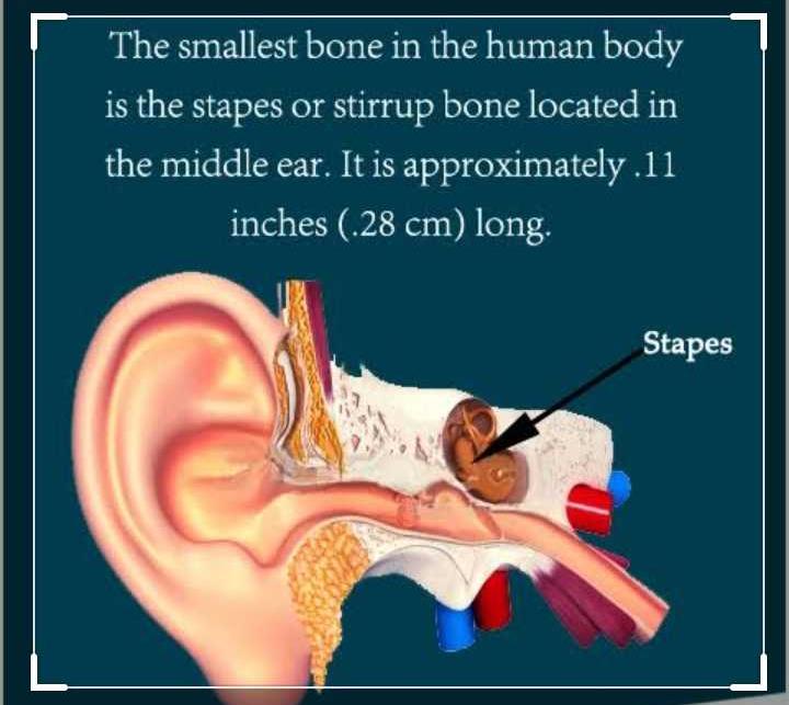 Which Samllest Bone In Our Body Edurev Class 11 Question