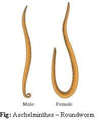 Animal kingdom revision notes NEET Notes | EduRev