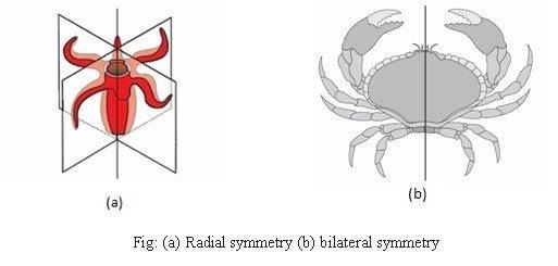 Animal kingdom revision notes NEET Notes | EduRev