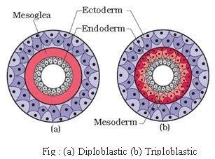 Animal kingdom revision notes NEET Notes | EduRev