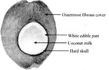 What part of coconut seed enable it to float in water for dispersal to ...
