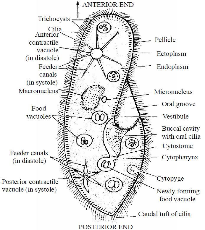 BIOLOGICAL CLASSIFICATION Botany Notes | EduRev