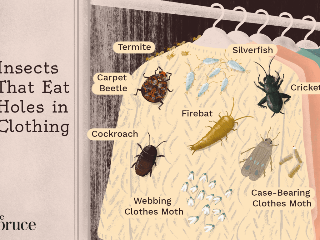 Identify 8 Insects That Eat Holes in Clothes
