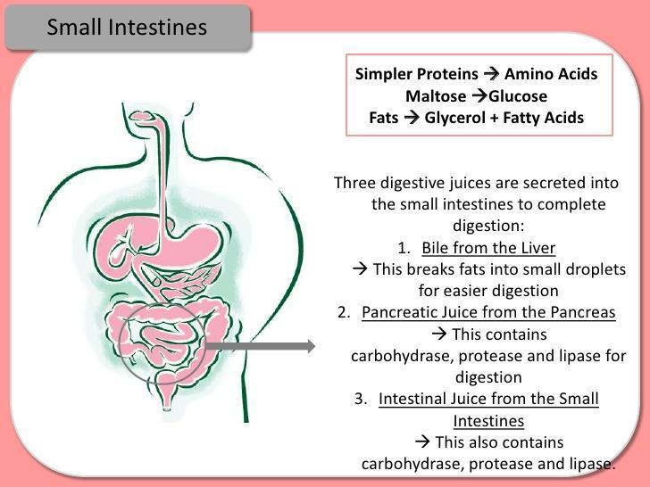 explain-the-process-of-digestion-in-the-small-intestine-of-man