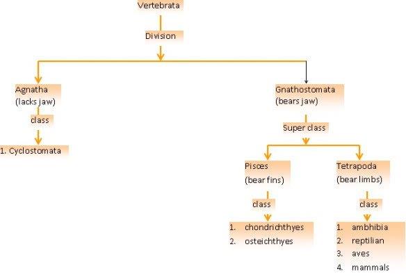 Animal kingdom revision notes NEET Notes | EduRev
