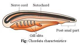 Animal kingdom revision notes NEET Notes | EduRev