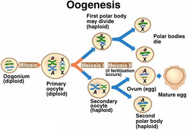 Test: Oogenesis | 25 Questions MCQ Test