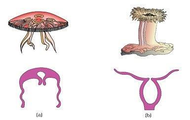Animal kingdom revision notes NEET Notes | EduRev